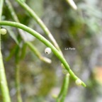 Rhipsalis baccifera La perle Cactaceae Indigène La Réunion 826.jpeg